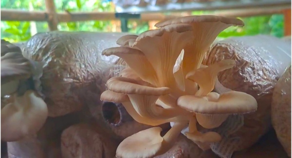 Masih Ragu? Begini Cara Mengetahui Baglog Jamur Berkualitas